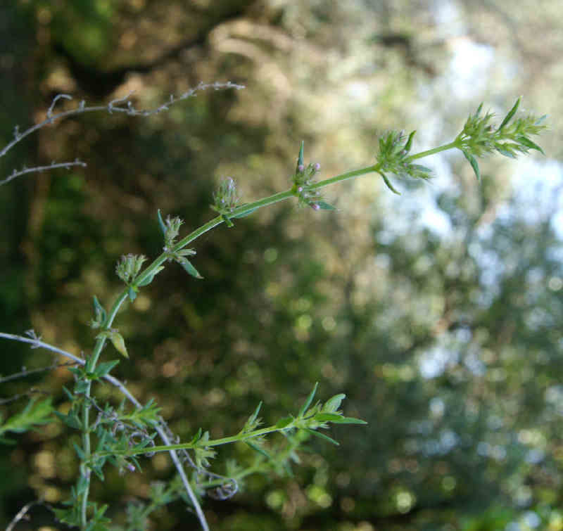 Micromeria o Satureja